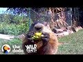 Guy catches adorable groundhog eating his veggie garden  the dodo wild hearts