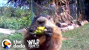Guy Catches Adorable Groundhog Eating His Veggie Garden | The Dodo Wild Hearts