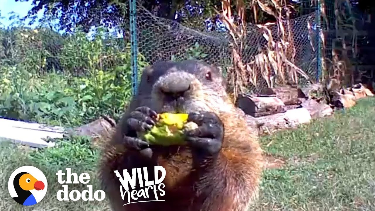 Guy Catches Adorable Groundhog Eating His Veggie Garden The Dodo