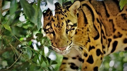 Clouded Leopard Behavior Video