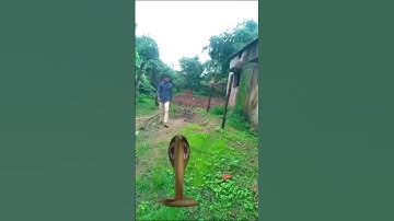 Kinemaster Editing video by Vfx 🐍 snake bhola baba de de not#funny #vfxgaurav #vfxshort #gaurav #vfx