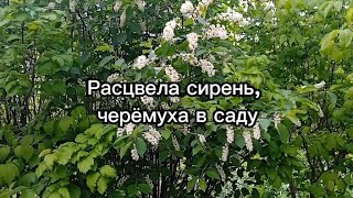 Расцвела сирень, черёмуха в саду, моя любимая песня, мама пела #цветы #природа #весна #песня