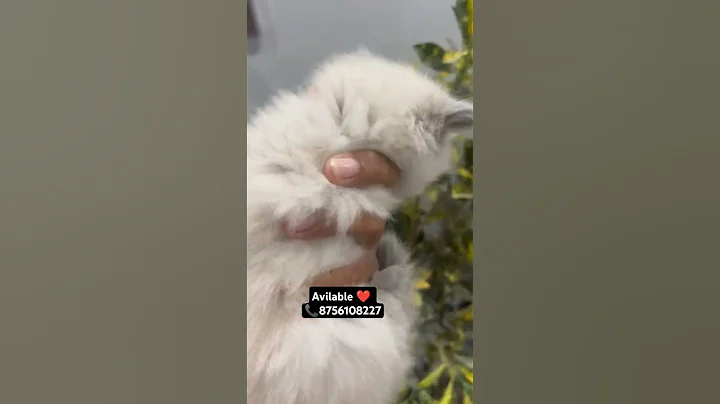 Watch the video about Himalayan cat available for sale in lucknow #catindia #persiancatseller #animal #catlover