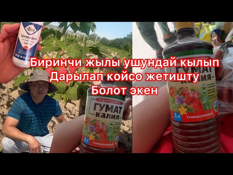 Video: 9-зонада малина өстүрүү - ысыкка чыдамдуу малина тандоо