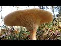 Clitocybe geotropa  platera