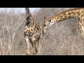 Giraffe checking for Estrus.  Flemen behaviour.