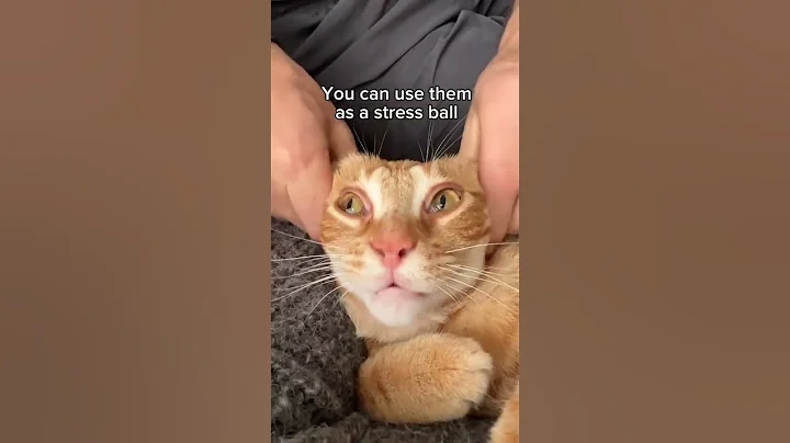 Video 9895661: cat adoption funny