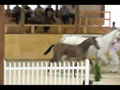 Danielle Sinclair KWPN Keuring Foal Inspection