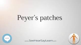 Peyer's patches    Anatomy Named After People 🔊