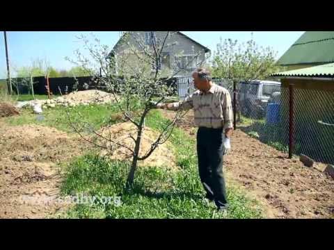 Видео: Исправить наклонное дерево: как выпрямить дерево