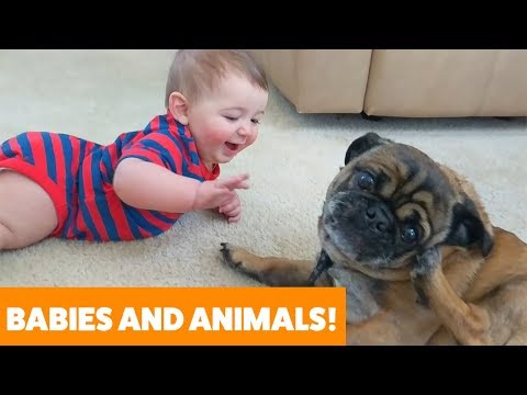 adorable-dogs,-cats-and-babies-playing-|-funny-pet-videos-2019