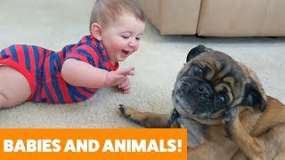 Adorable Dogs, Cats and Babies Playing | Funny Pet Videos 2019