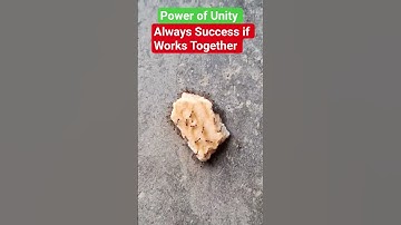 Power of Unity 🐜 Ants Carry Big Biscuit Together | Teamwork Shorts