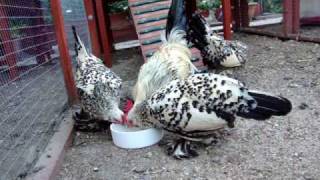 Lemon Millefleur Sablepoot Bantam