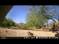 Trail cam Round-tail Ground Squirrel - Mark Storto Nature Clips