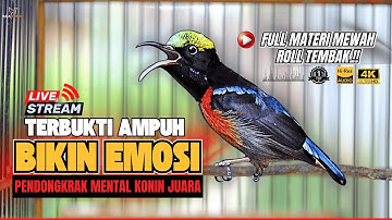 🛑MASTERAN KONIN GACOR FULL NEMBAK ISIAN TONJOLAN MEWAH‼️ PANCINGAN KOLIBRI NINJA BAHAN CEPAT EMOSI
