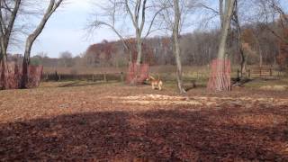 Mini Horse Running As Fast As She Can
