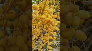 Datepalm #farming #gujarat #farmer #fruit #datepalm #viralvideo #feed