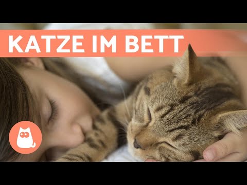 Video: Ist Eine Katze Im Haus Gut Oder Schlecht?