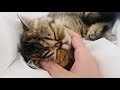 Kneading and Purring Endlessly! Brown Tabby Exotic Shorthair Kitten の動画、YouTube動画。