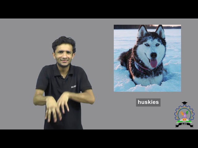 Are There Siberian Husky Commands in Sign Language: A Helpful Guide 3 sddefault