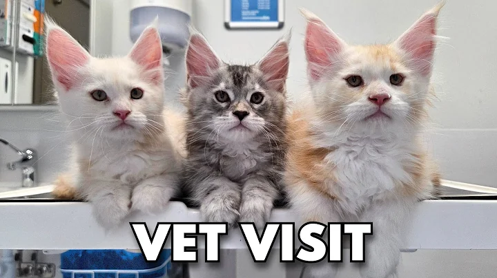 Video 10584661: maine coon kittens first