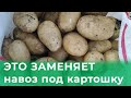 Вношу ЭТО вместо навоза под картошку и собираю урожай ведрами! Делюсь своим секретом