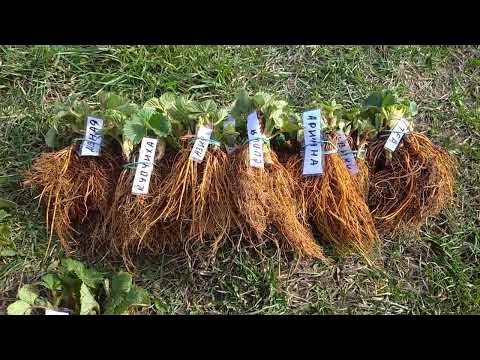ЛУЧШИЕ СОРТА КЛУБНИКИ🍓🍓🍓0681455157🍓🍓🍓🌱 - YouTube