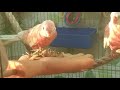 Приручение розовобрюхих попугаев по методу Су Джок часть 2