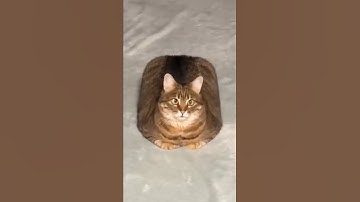 Overal zitten behalve bij de kattenboom 😹