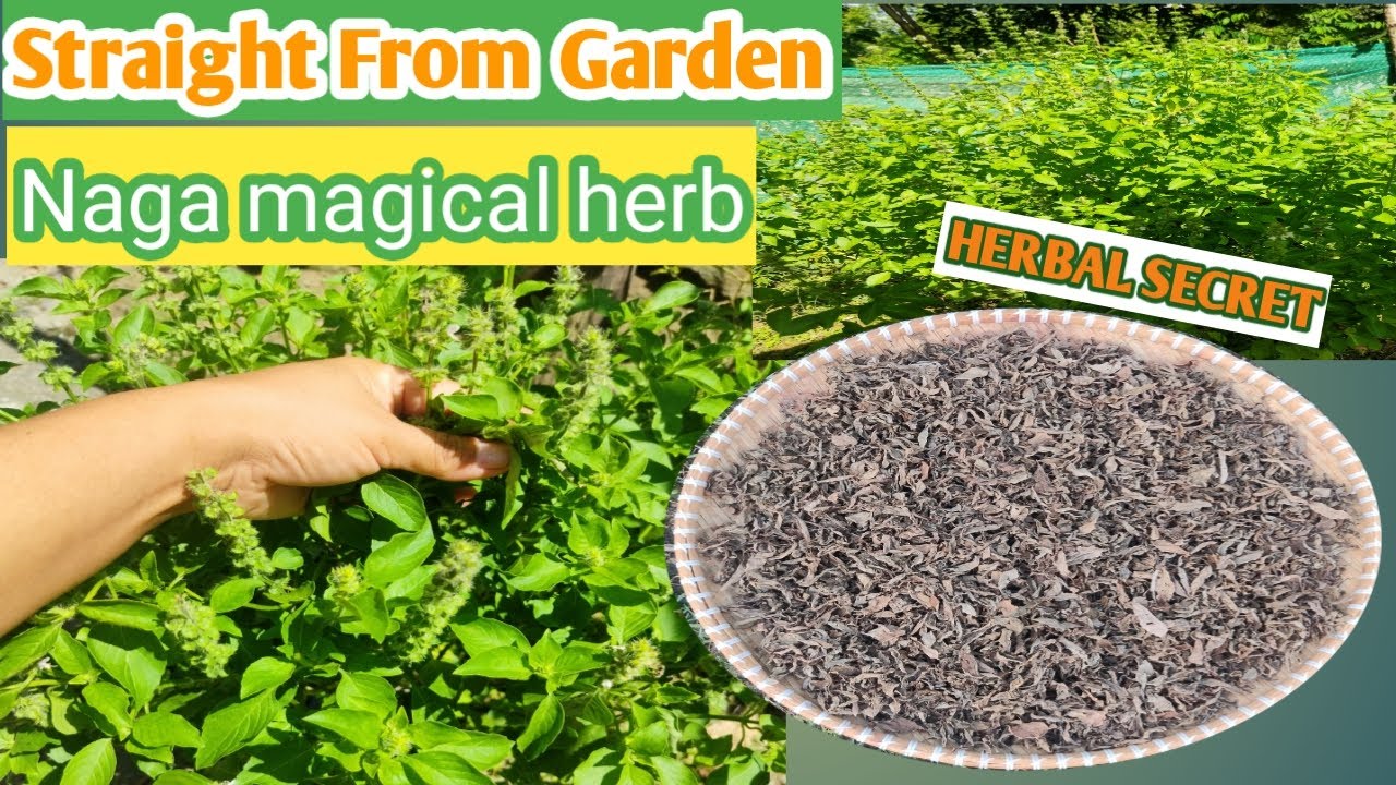 Sun-Dried Lemon Basil | From Garden to Traditional Kitchen 🌞🌱