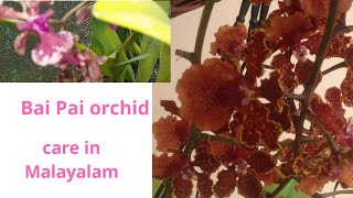 Bai Pai orchid care in Malayalam