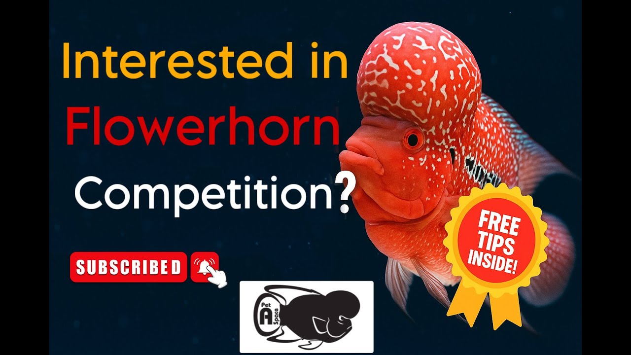 How to Groom a Flowerhorn for Shows | Champion Grooming Tips Revealed!