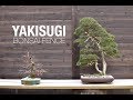 How to Build a Bonsai Garden Fence *YAKISUGI*