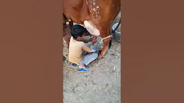 Top Breed Gir Cow 18 Liter Milk Original Milking Sound 8824470800 
