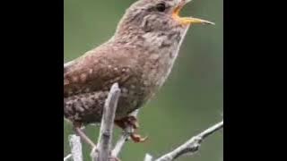 kicau Burung Winter wren editt masteran handal...