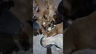 food waste చేసుకుంటే ఏమి వస్తుంది street dogs కి పెట్టుకుంటే కాస్త పుణ్యమైన వస్తుంది