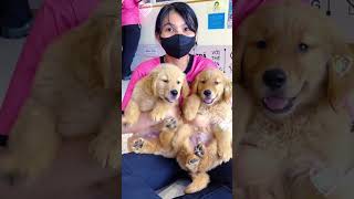 Dòng chó Golden có dễ nuôi ?   Mật Pet Family