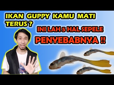 Video: Adakah penjaga gobies penapis pasir?