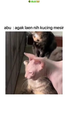kucing mesir #kucing #cats #cat #viral #viralvideo #funny #lucu #anabul #cute #kpop