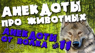 Анекдоты про животных. Анекдоты от Волка #11 Анекдоты про животных. Анекдоты от Волка #11