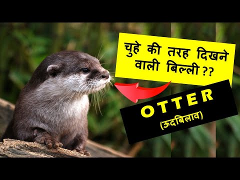 ऊदबिलाव के बारे में रोचक तथ्य || Interesting Facts about Otter ||Otter || Sea Otter|| River Otter