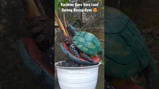 Coconut Bonsai Inspiration | Bonsai Kelapa Karakter Kura-kura bonsaikelapa coconutbonsai