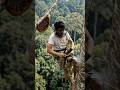 Harvesting wild honey from the tallest trees. Would you dare to do this? #HoneyHunter #ExtremeJobs