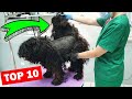 TOP 10  WORST DOG CONDITIONS *Dog Rescue* EVER SEEN ON YOUTUBE *by Groom House*