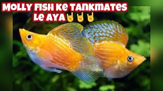 Molly Fish Ke Liye Best Tankmates!!