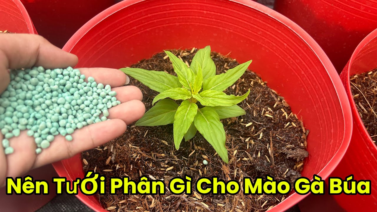 Tưới Phân Cho Mào Gà Búa Và Phụng Vĩ Sau 4 Ngày Ra Chậu - Nên Tưới Phân Gì ? | Hoa Tết 2026
