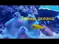 Загадочный подводный мир