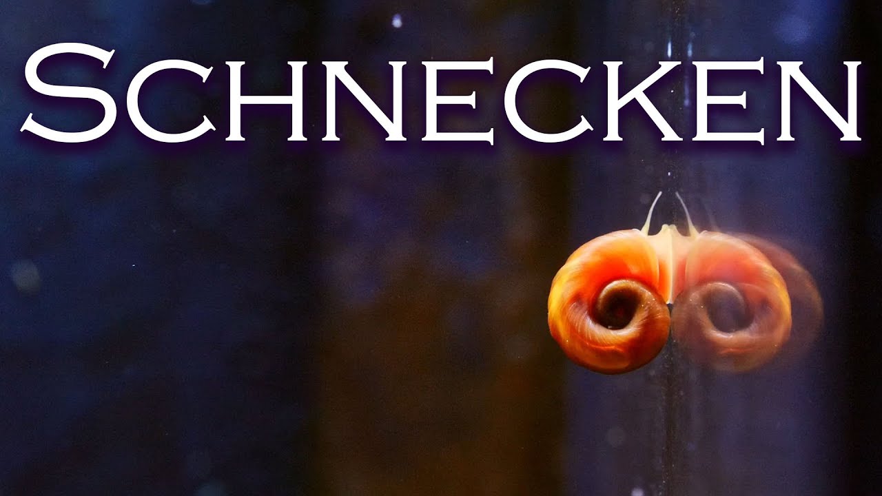 Schnecken-Unboxing - Alles über Schnecken in der Aquaristik | Aquado-Zoo Dortmund