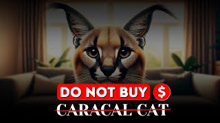 '7 Shocking Reasons to Avoid Getting a Caracal Cat'